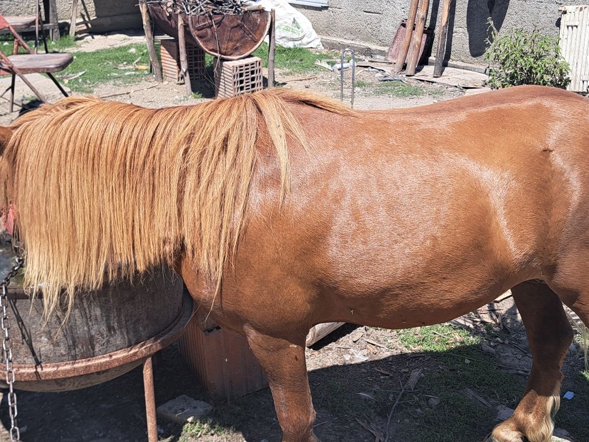 Ponei de vânzare