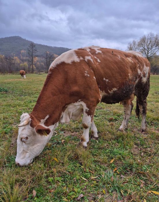 Vand vaca baltata romaneasca