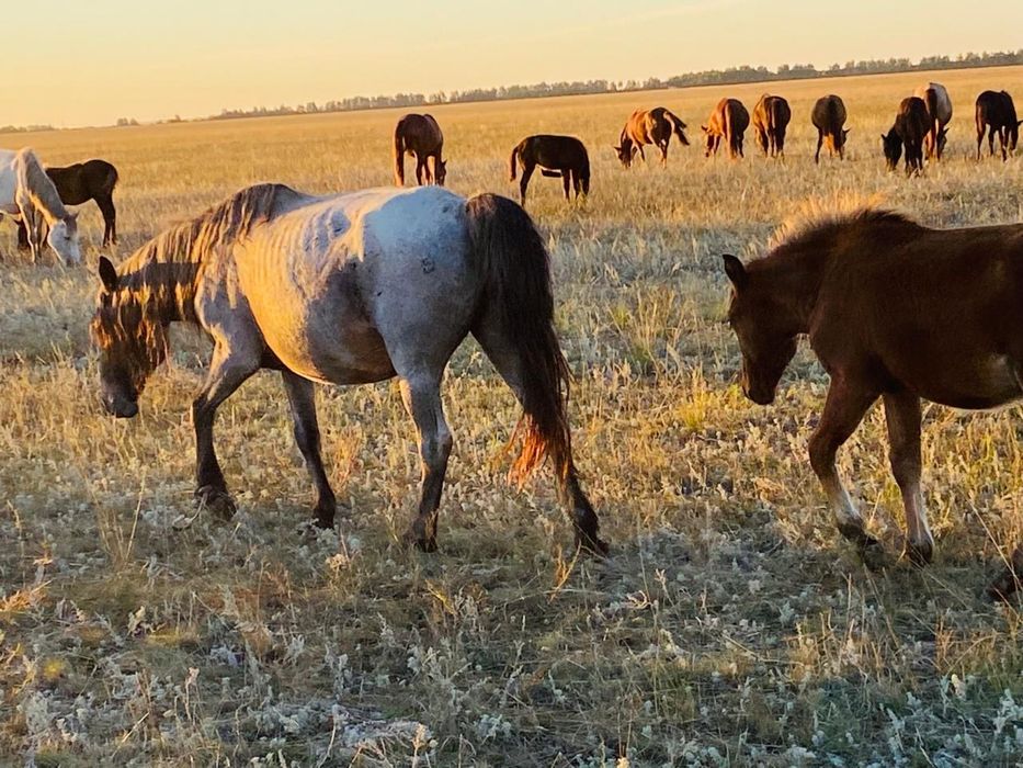 Продам Бие Кулынды