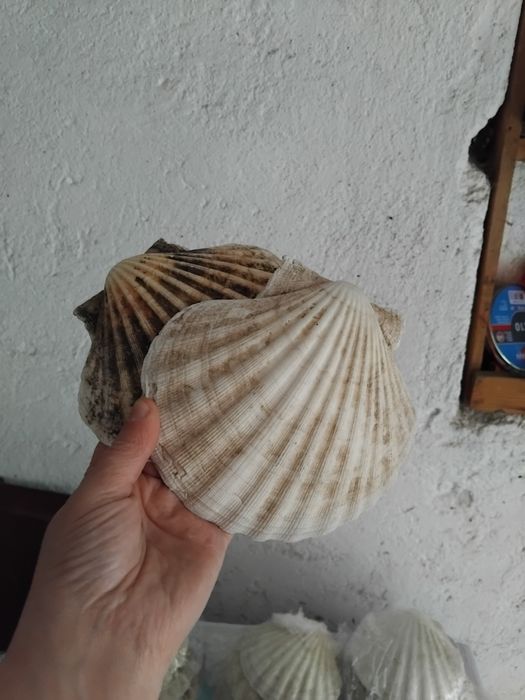 Миди за украса в отлично състояние