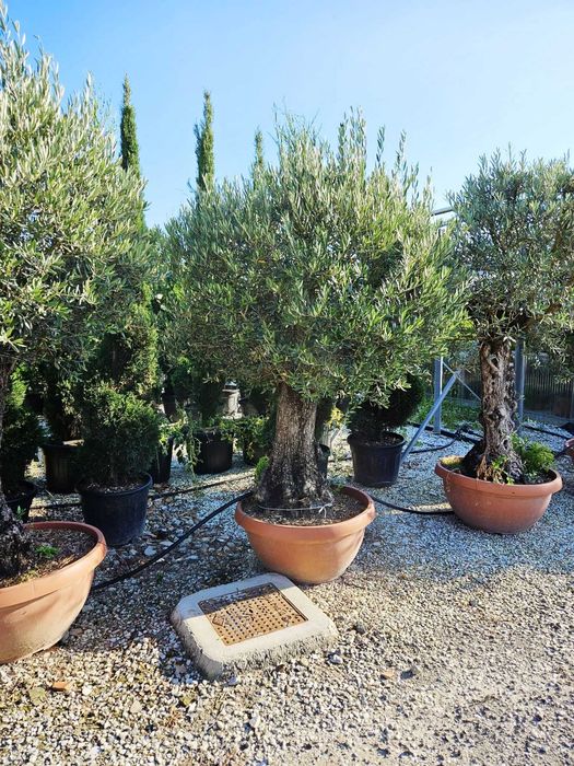 Copaci  ornamentali  maslini