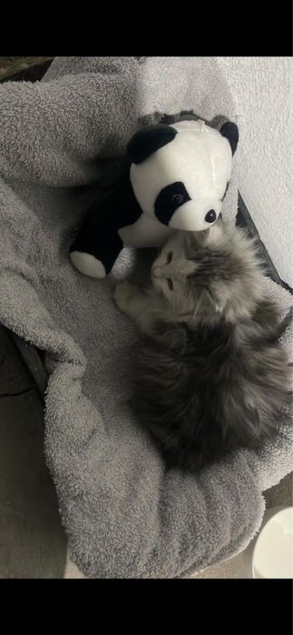 Котенок маленький милашка