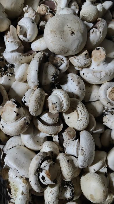 Грибы шампиньоны