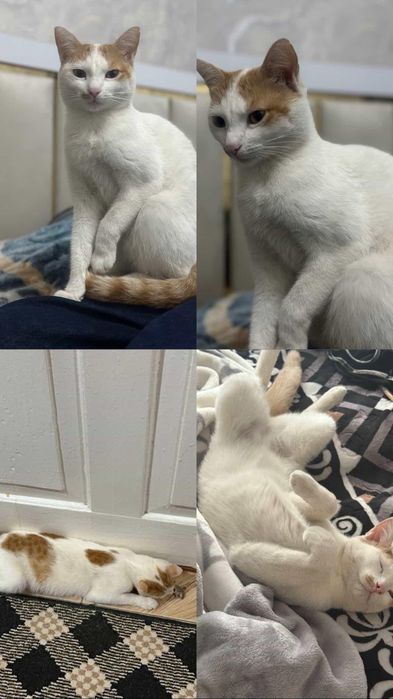 Потеряли кошку прошу распространить