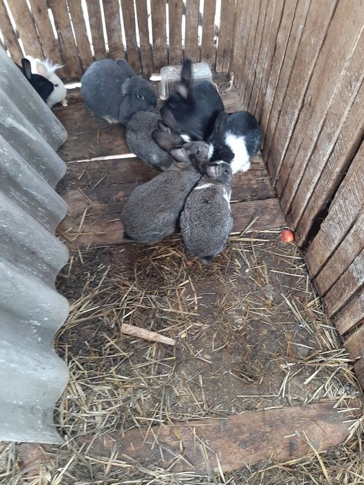 Iepuri diferite  varste si culori