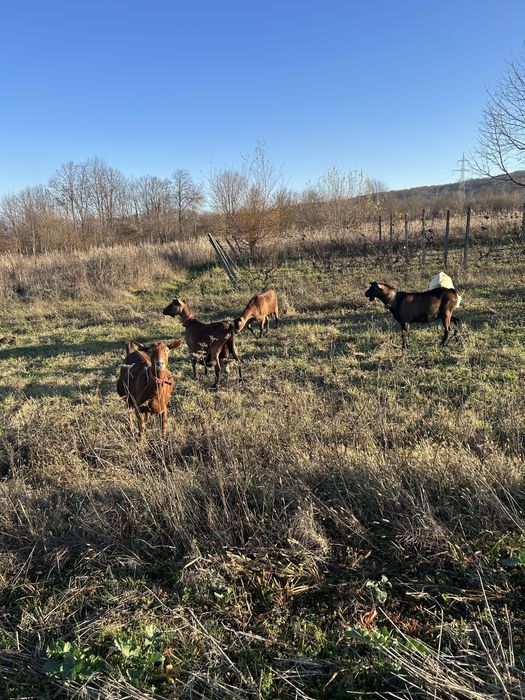 Capre de rasa de vanzare