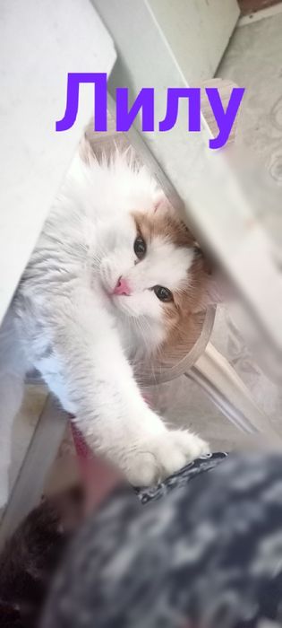 Красотка Лилу ищет себе хозяина
