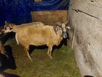 Berbec de camerun