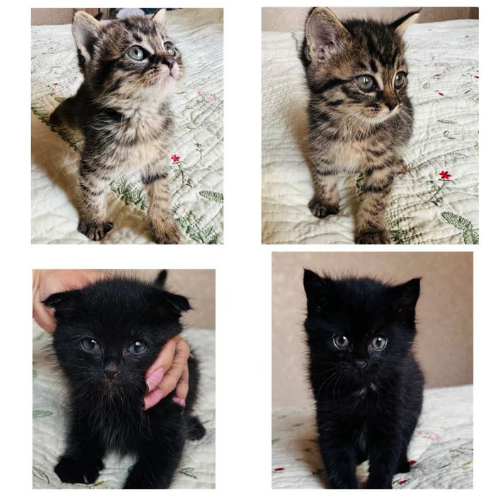 Котята отдаются даром