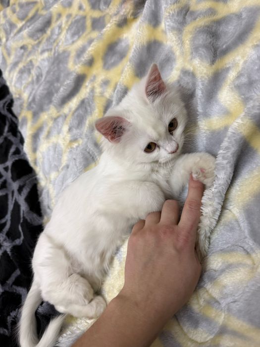 Turetskaya angorka mushukcha