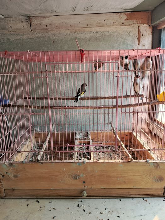 Щеглы седоголовые простушки