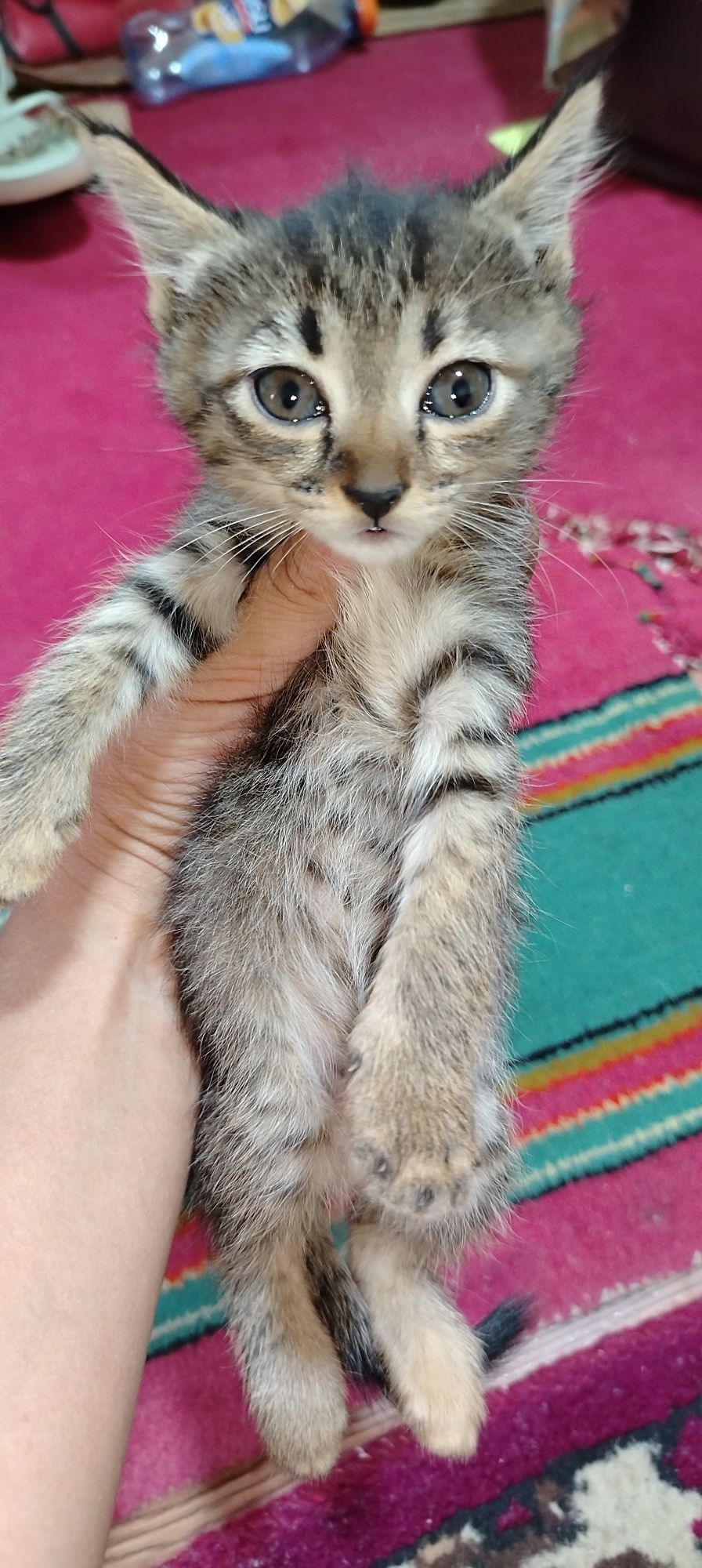 Домашние котята девочки