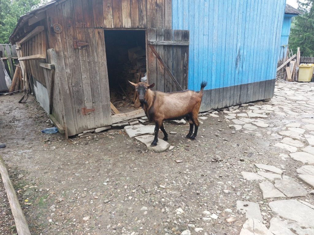 Țap Alpin Francez
