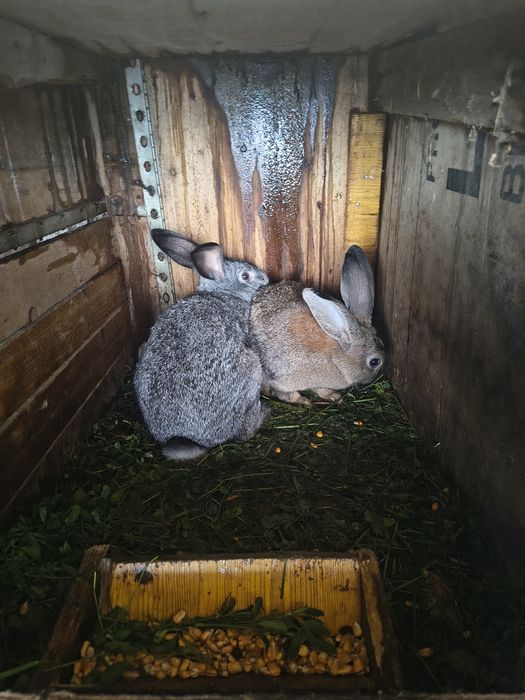 Vând pereche iepuri tineri și mari