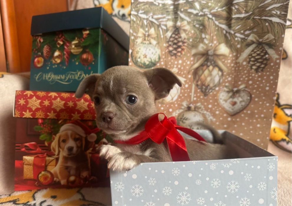 Чихуашеньки пoлны эмoцuй