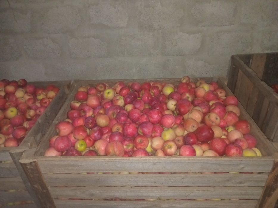 Vând mere Florina