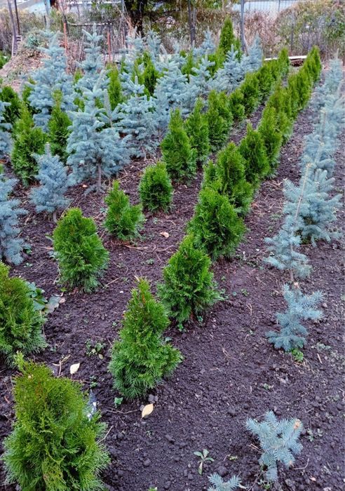 Ели туи разных сортов