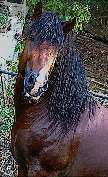 Жребец 4Годишен.цена при бартер 12000лв.