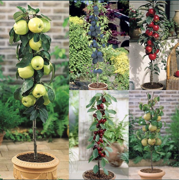 Pomi fructiferi columnari altoiți toate soiurile disponibile