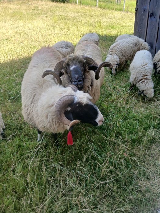 Vând doi berbeci al treilea miel vin acuma