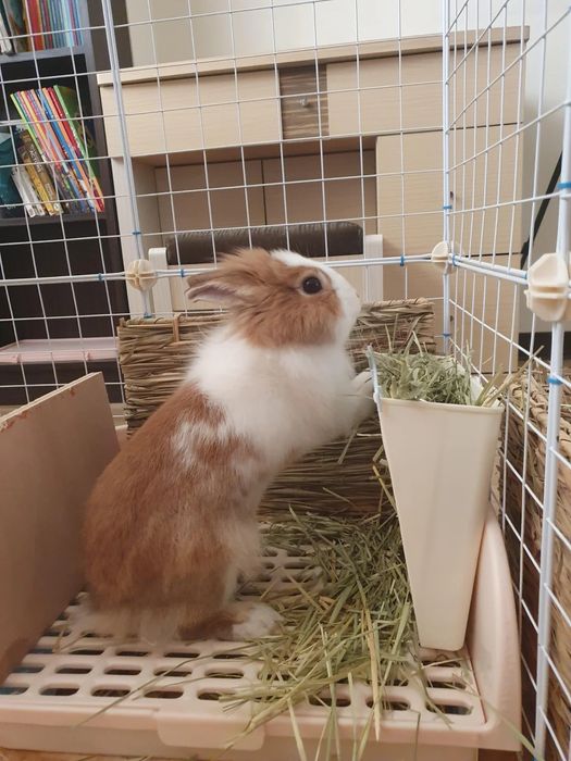 СЕНО ДЛЯ КРОЛИКОВ И ГРЫЗУНОВ  250gr . Xashak . cho’p .quyonga ovqat .