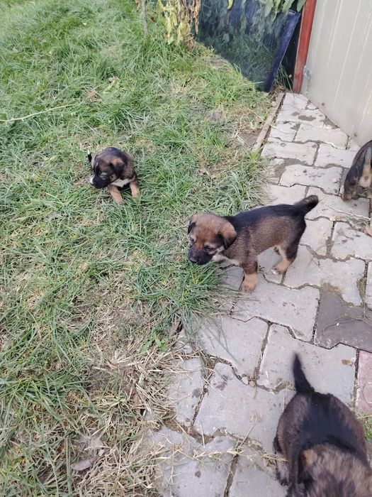 Donez cățeluși foarte jucausi