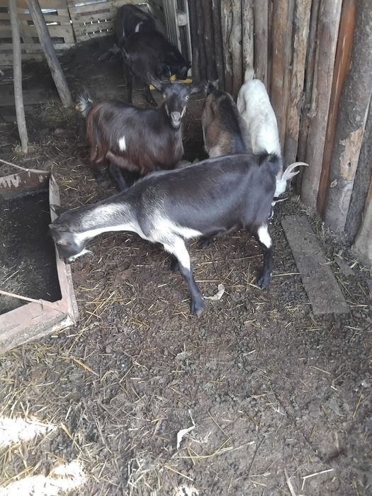 De vanzare 6 iede si 2 tapi