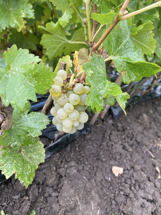 Vand butasi vita de vie