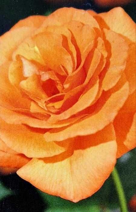 Răsad ( butas) de Trandafir de gradina, soi Gigant, foarte parfumați