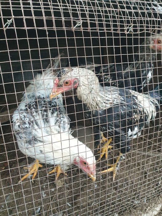 4ta Jo'ja Xo'roz bor