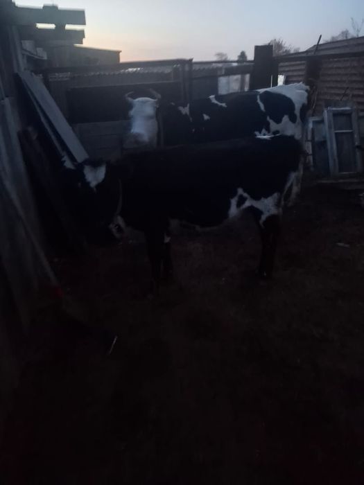 Продаются две телки восьмимесячный Садчиковка