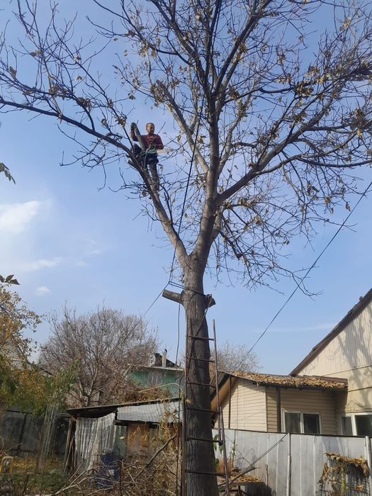 Спил деревьев Алматы