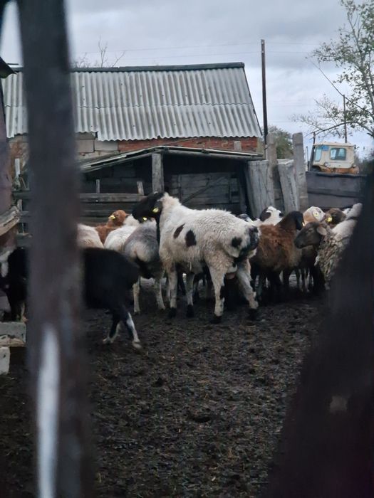 Қошқар 3 года, продам
