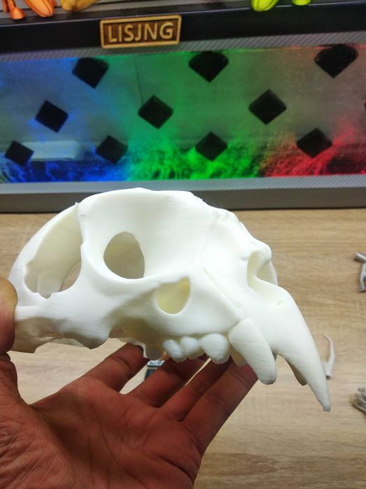 Череп Кондора 3D модель