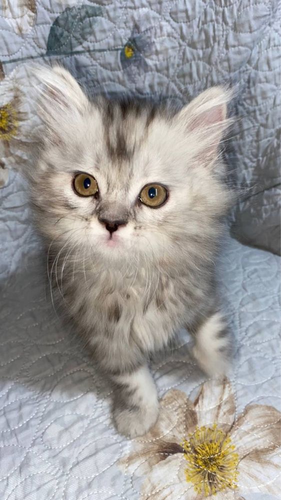 Продам котяток шиншилы.