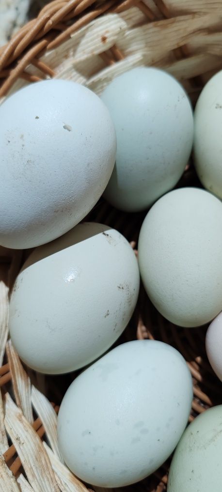 Vând oua proaspete de găini de rasa Araucana pentru  incubat
