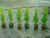 Tuia, Thuja Smaragd în  ghivece p9 /40-60cm/