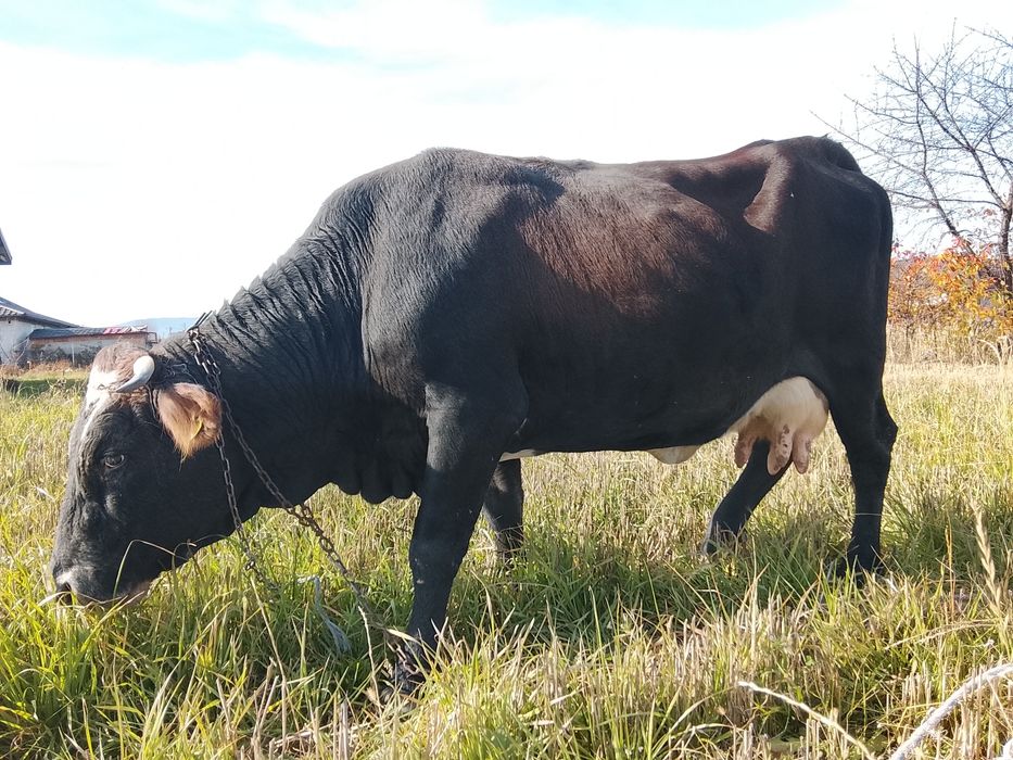 Vnd vaca bruna gestanta an 3 luni și vine cu al 4 vițel și are lapte 1