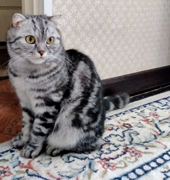 Отдам в добрые руки