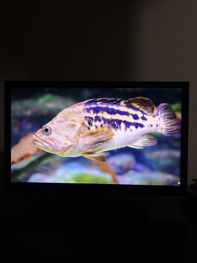 ТВ LED FULL HD Crown 22"inch