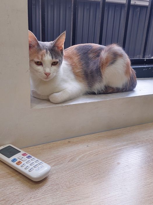 Кошка девочка трехцветная Ташкент