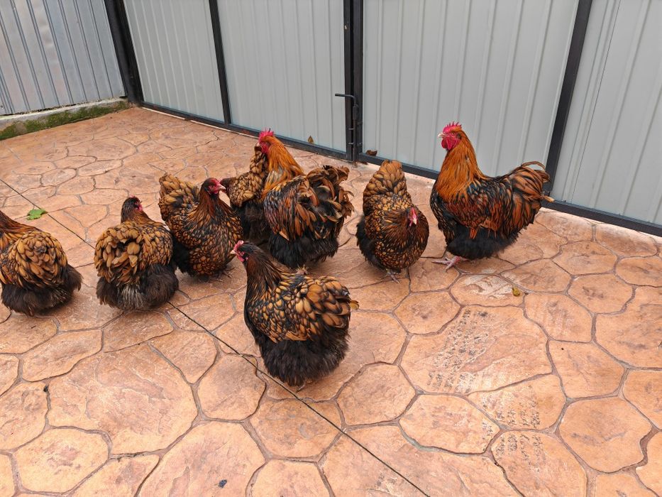 Găini Orpington auriu