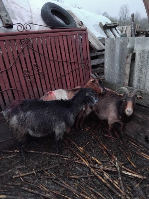 3 capre bune disponibile