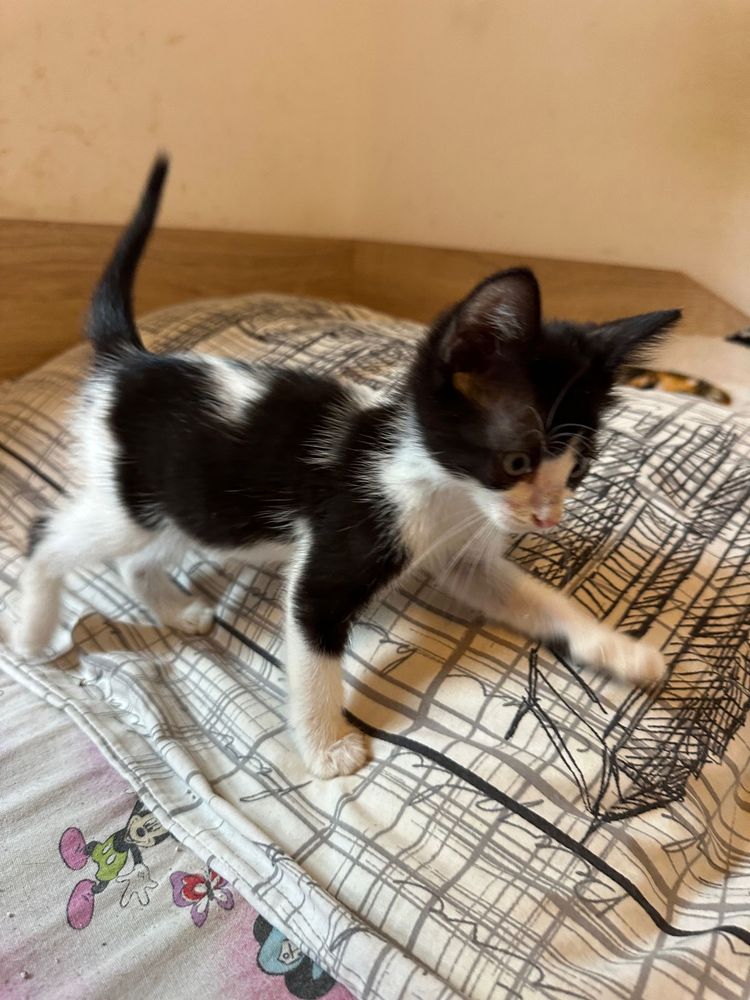 Pisicute spre adoptie
