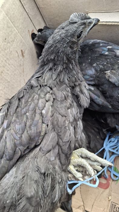 Uxeyleyuy tovuqlar sotiladi