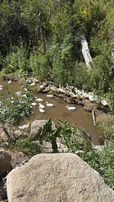 Продаётся Белые утки