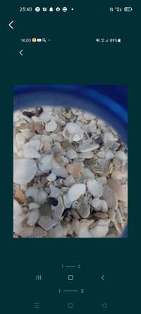 Продам речные камешки с озера каспий  подойдёт для аквариума