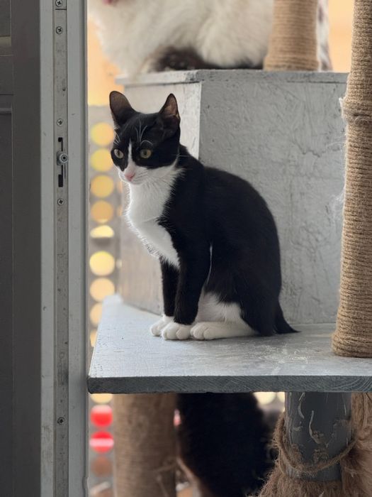 Anna carnet de sanatate