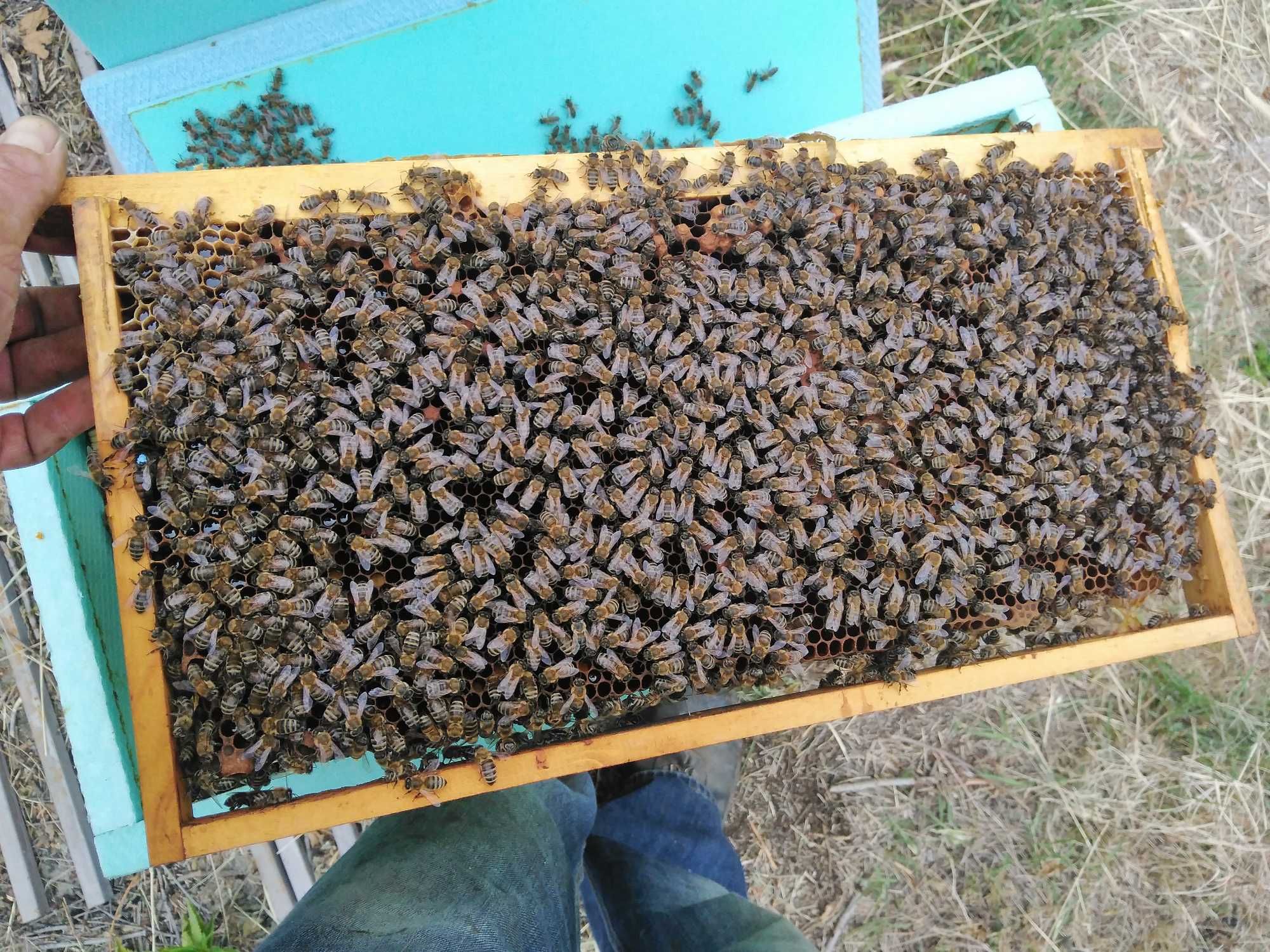 Биологични пчелни майки, отводки и пило с пчели от лицензиран  произво