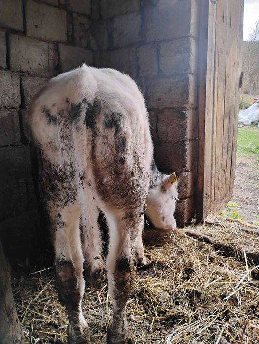 Vand 2 vitei taurasi